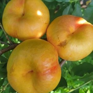 Zhongyoupan No. 23 Flat Nectarine Tree  (中油蟠23号/油蟠7-22蟠桃)