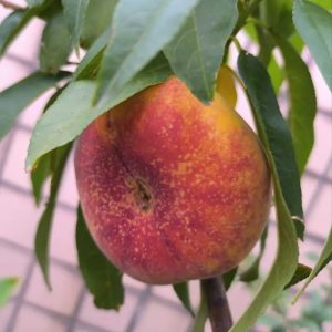 Zhongpan No. 100 Flat Peach Tree (中蟠100号蟠桃)