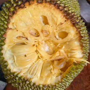 Uncle Xian Dual-Season Latex-Free Jackfruit (洗叔双季无胶菠萝蜜)