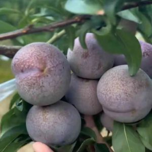 Taiwan Honey Plum Tree (台湾蜜李)