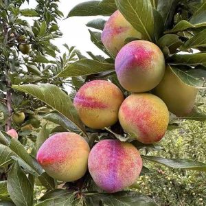 Jisheng Peach-Shaped Plum Tree (吉盛桃李)