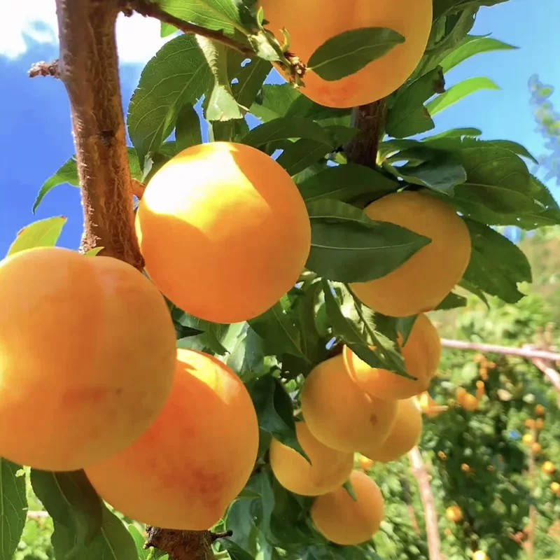 Guose Tianxiang Plum Tree (国色天香李)