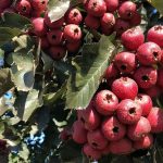 Hawthorn (Shipping from November to April)