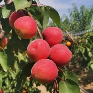 Taiping Red Apricot Tree (太平红杏)
