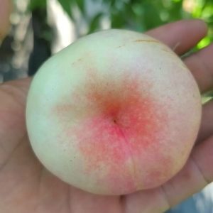 Creamy Early Crisp Flat Nectarine Tree (奶油早脆油蟠桃)