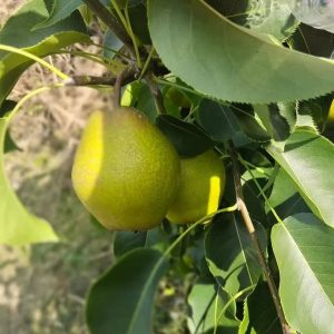 Jianba Pear Tree (尖把梨)