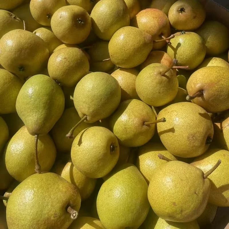 Jianba Pear Tree (尖把梨) - Image 2