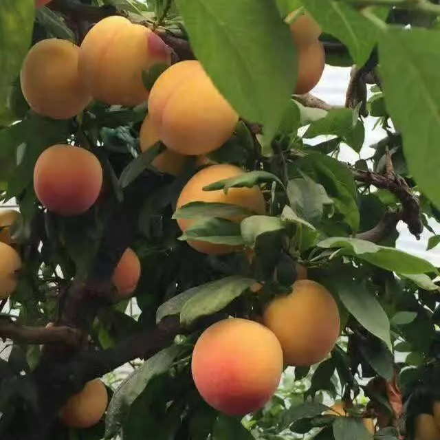 Lucky Plum Tree (幸运李)