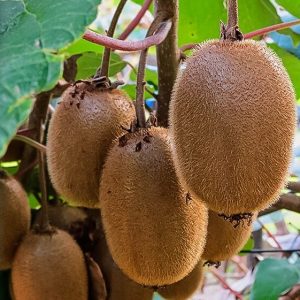 New Xu Xiang Kiwi Vine (新徐香猕猴桃)