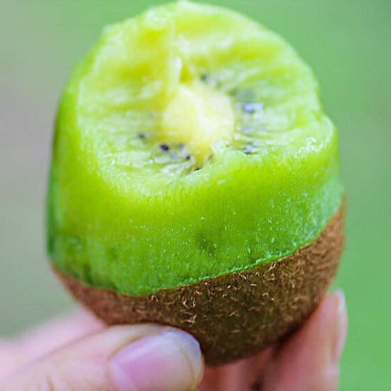 New Xu Xiang Kiwi Vine (新徐香猕猴桃) - Image 2