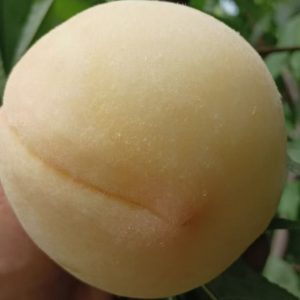 New Hakuho White Honey Peach Tree (新白凤白桃)