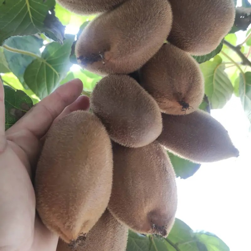 New Mi Liang No. 1 Kiwi Vine (新米良1号猕猴桃)