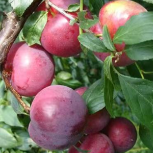 Early Qiuxiang Plum Tree (早秋香李)