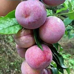 Late Sanhua Plum Tree (晚三华李)