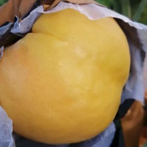Late Nectarine No. 8 Tree (晚油桃8号)