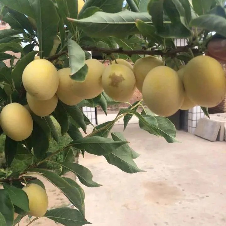Late Yellow Plum Tree (晚黄李) - Image 2