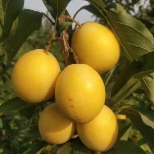 Late Yellow Plum Tree (晚黄李)