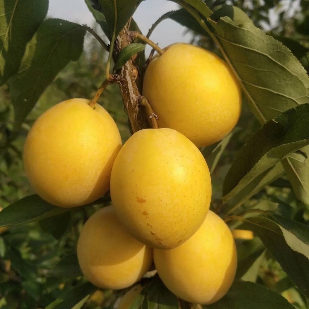 Late Yellow Plum Tree (晚黄李)
