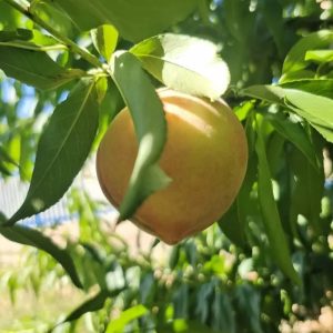 Original Hakuho Honey Peach Tree (本白凤水蜜桃)