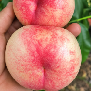 Zhongyoupan No. 12 Flat Nectarine Tree (中油蟠12号蟠桃)