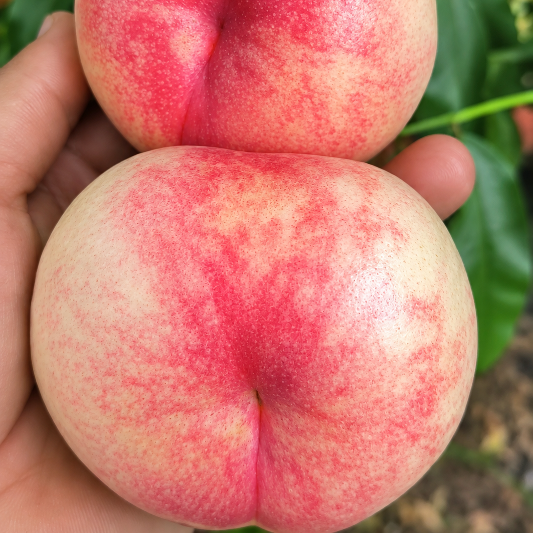 Zhongyoupan No. 12 Flat Nectarine Tree (中油蟠12号蟠桃)