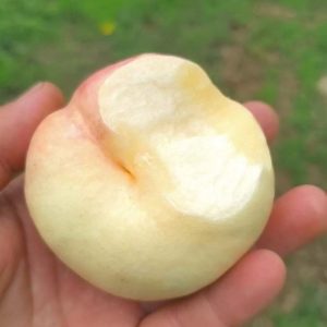 Creamy Honey Crisp Flat Nectarine Tree (奶油蜜脆/油蟠18号油蟠桃)