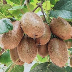 Hayward Kiwi Vine (海沃德猕猴桃)