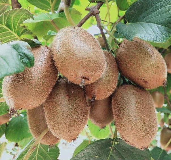Hayward Kiwi Vine (海沃德猕猴桃)