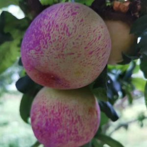Mantianxing Plum Tree (满天星李)