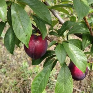 Australian Red-Fleshed Cherry Plum Tree (澳洲红肉樱桃李)