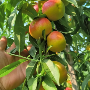 Pearl No. 5 Nectarine Tree (珍珠5号油桃)