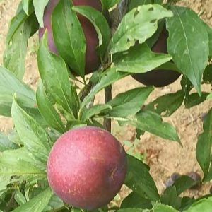 Sweet Black Plum Tree (甜黑李)