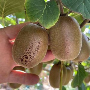 Boshan Biyu Green Kiwi Vine (博山碧玉猕猴桃)