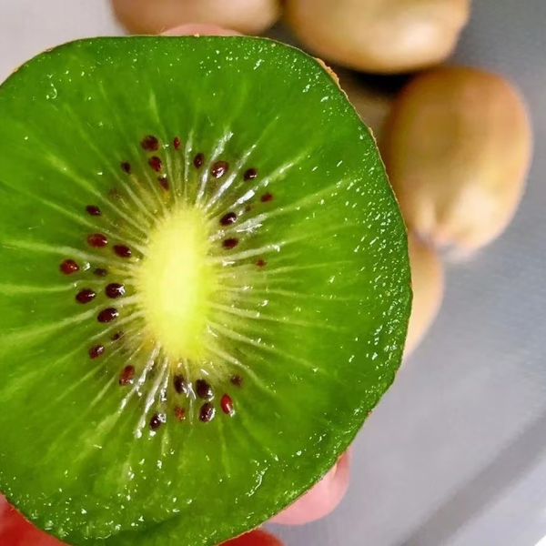 Boshan Biyu Green Kiwi Vine (博山碧玉猕猴桃) - Image 2