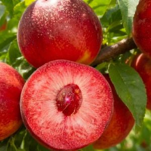 Honggan No. 2 Red-Fleshed Nectarine Tree (红甘2号红肉油桃)