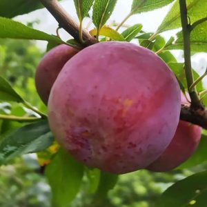 Red Guiyang Plum Tree (红贵阳李)