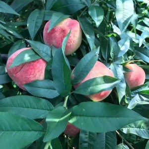 Honey Snow Peach Tree (蜜雪桃)