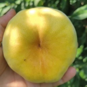 Jinling Late Flat Peach Tree (金陵晚毛蟠)