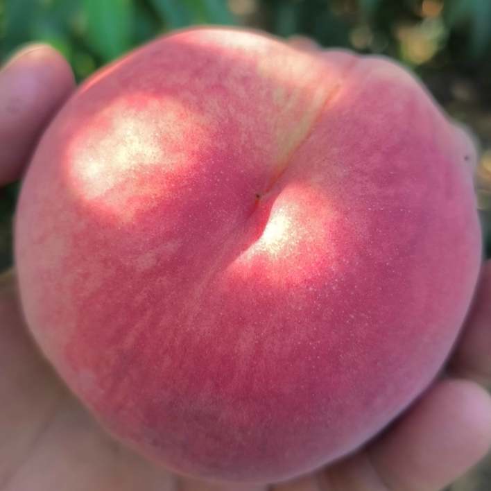 Xiahui No. 10 Honey Peach Tree (霞晖10号水蜜桃) - Image 2