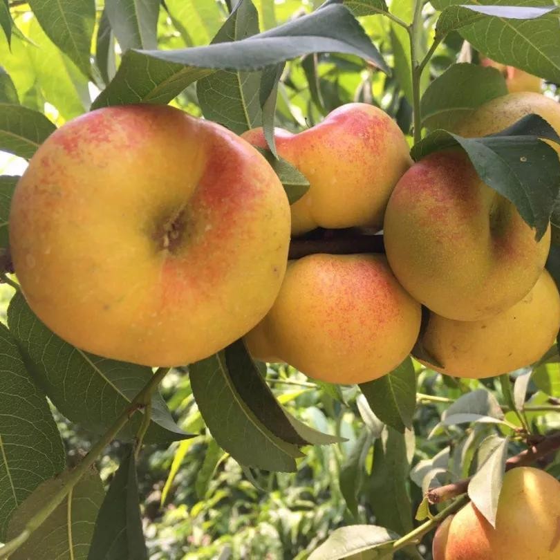 Fengwei Taihou Flat Nectarine Tree (风味太后油蟠桃)