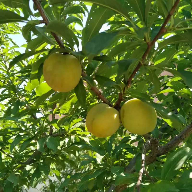 Banana Plum Tree (香蕉李)